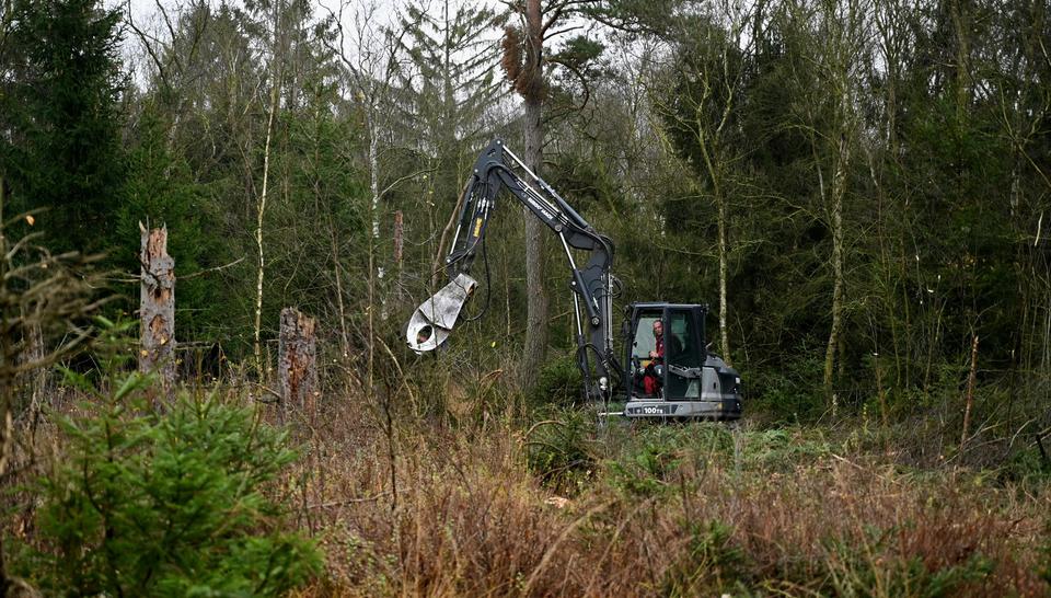 Holzentnahme