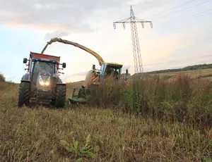 Biogas aus mehrjährigen Wildpflanzenkulturen ist eine wirtschaftliche und ökologische Alternative zum Mais