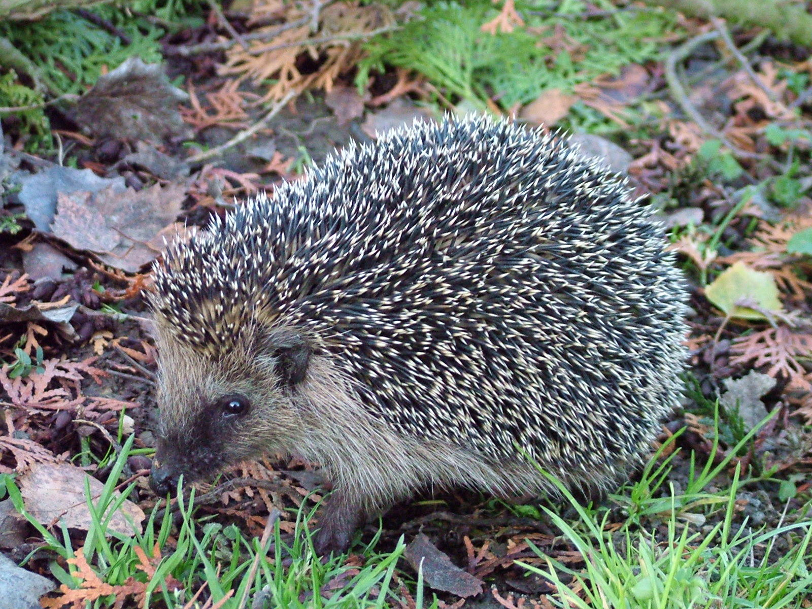 2013_Deutsche Gartenbau Gesellschaft