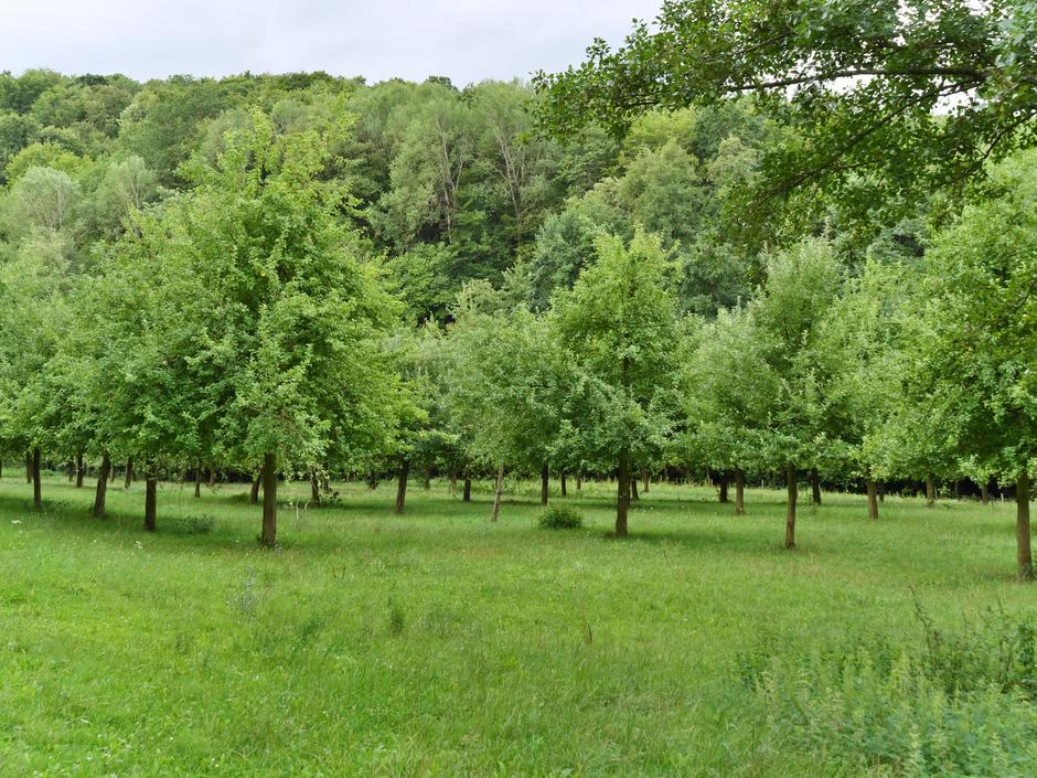 Klassisches Agroforstsystem: Streuobstwiese auf der Bannmühle (Bestand)