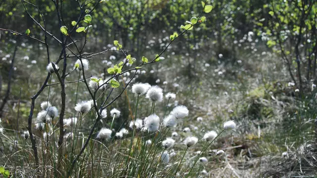 Erfolgreicher Abschluss der Renaturierung des Schönwolder Moores – Ein Meilenstein für Klima- und Artenschutz