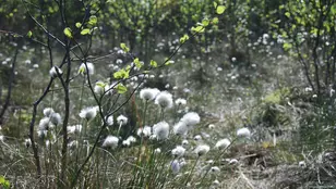 Erfolgreicher Abschluss der Renaturierung des Schönwolder Moores – Ein Meilenstein für Klima- und Artenschutz