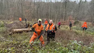 Buche-Buche-Ulme: Erfolgreiche Baumpflanzaktion in Rostock